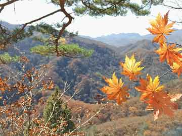 管家婆一肖一碼，社區(qū)釋義解釋與落實(shí)的深入探討