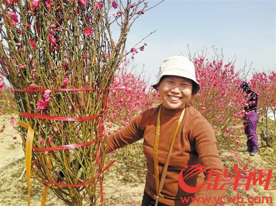 桃花族最新潮流，探索時(shí)代前沿的浪漫風(fēng)情